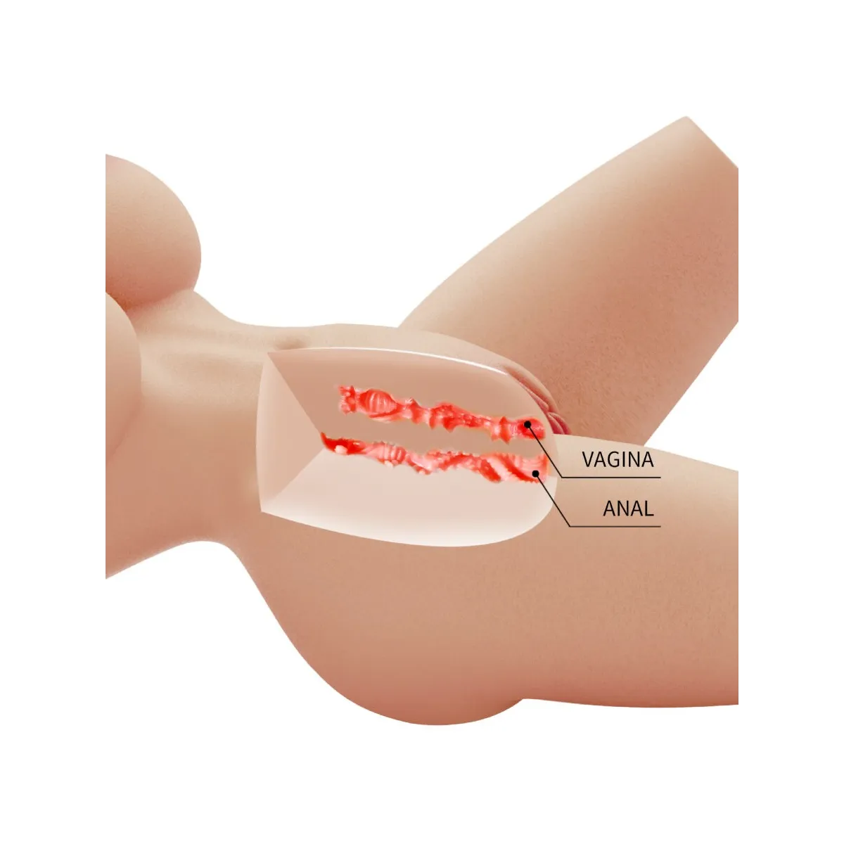 Lily Realistischer weiblicher Torso Vagina und Anal 4 Kg von Crazy Bull | Fesselliebe.de