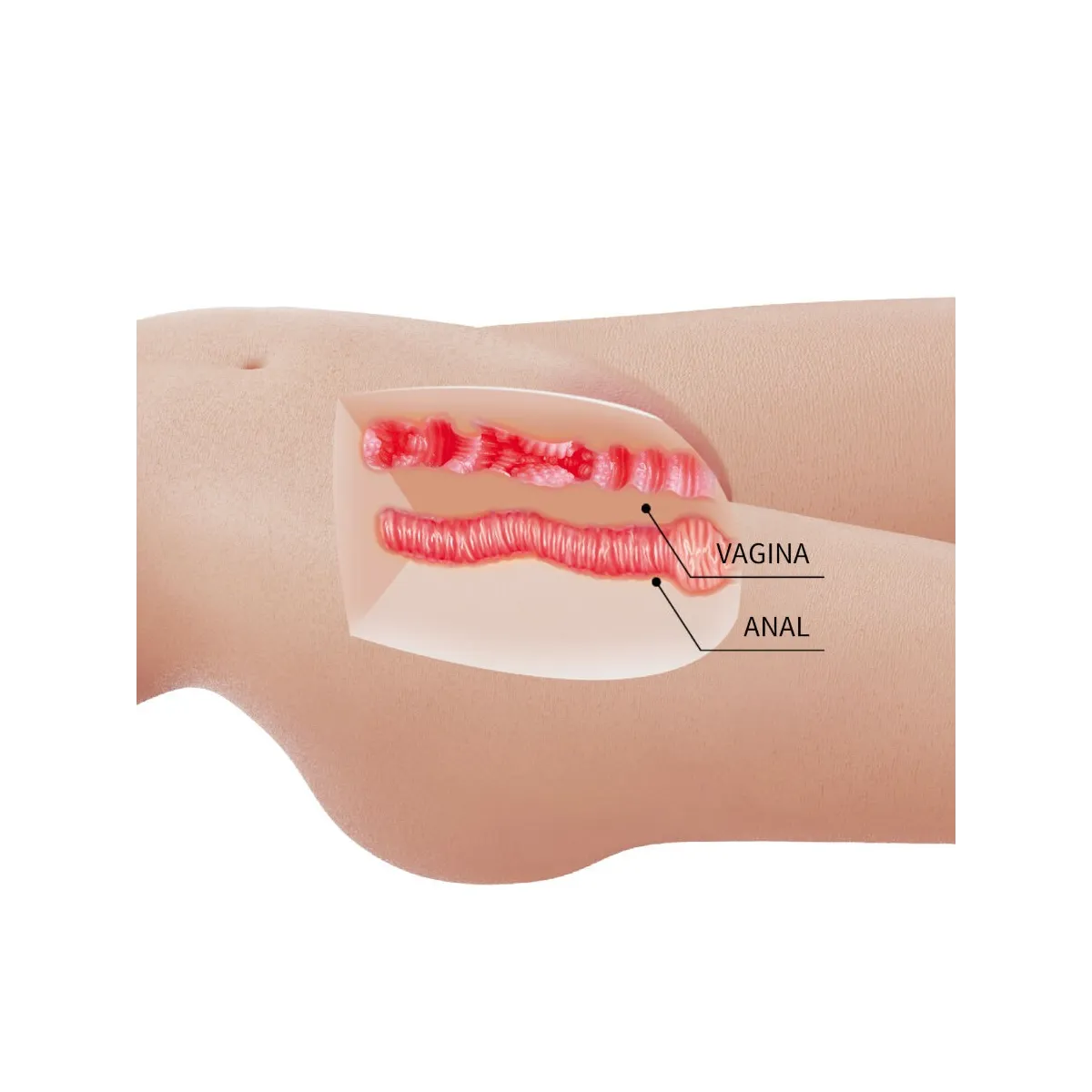 Mia Realistischer weiblicher Torso Vagina und Anal 8,5 Kg von Crazy Bull | Fesselliebe.de